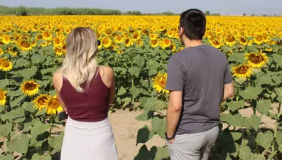 Ayçiçeği tarlaları görsel şölen oluşturdu: Yol kenarında fotoğraf çekildiler