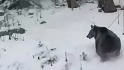 Kış uykusuna yatamayan ayılar kameraya takıldı