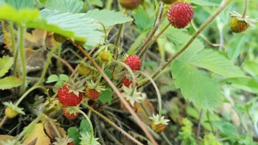Covid-19'da köyüne gidemeyen balkonda ekmeye başladı