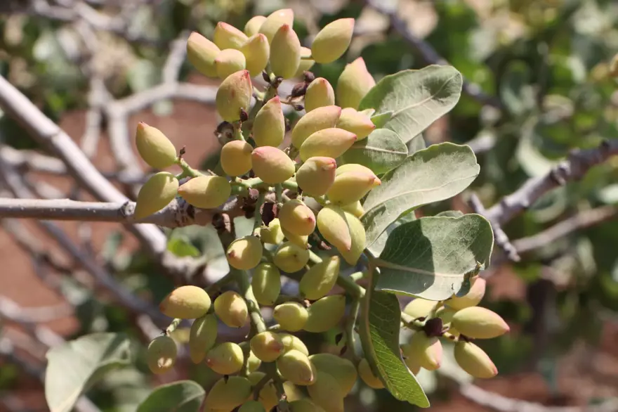 Sabah ve akşam dallardan toplanıyor: 1 ila 3 hafta devam edecek 4 Sabah ve akşam dallardan toplanıyor: 1 ila 3 hafta devam edecek 4