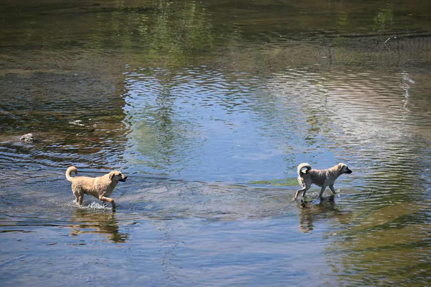 Tunca Nehri'nin dibi göründü 3 Tunca Nehri'nin dibi göründü 3