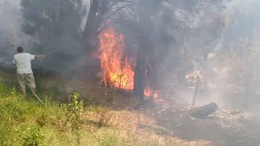 Erdek'te orman yangını