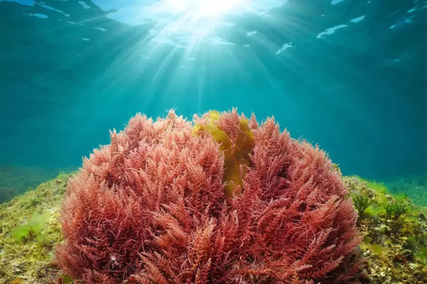 Tarım – FutureFeed Asparagopsis 3 Tarım – FutureFeed Asparagopsis 3