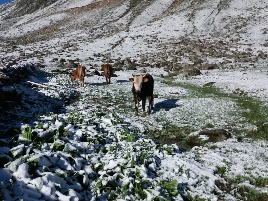 Rize’de Haziran ayında yaylaya kar yağdı 3