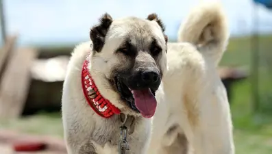 Kangal köpekleri için hazırlanan projeye 740 bin TL'lik destek