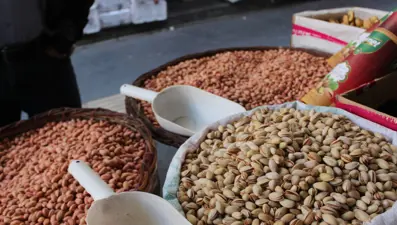 Siirt fıstığında rekolte arttı, fiyat düştü