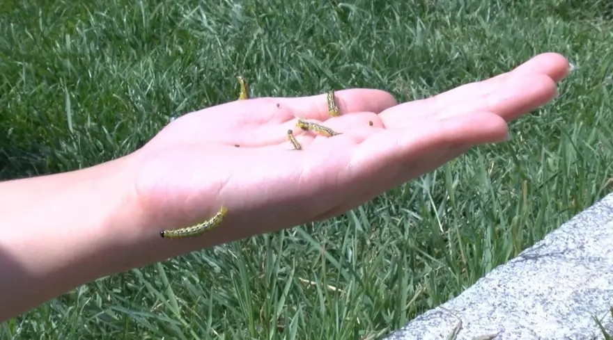 Çayır tırtılı İstanbul'da parklara indi 