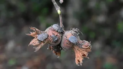 Başına ödül konuldu: Canlısı 1 TL