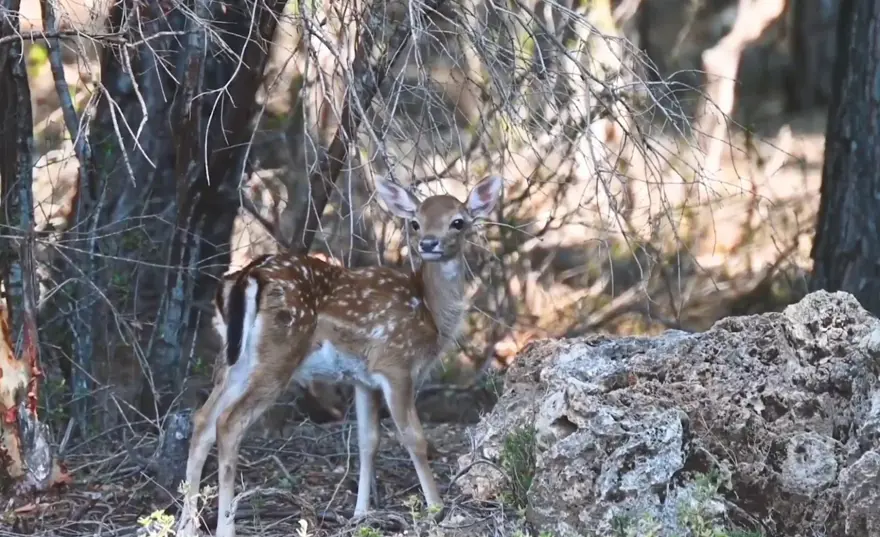 Yavru alageyik sayısı tüm zamanların en yükseğine ulaştı 