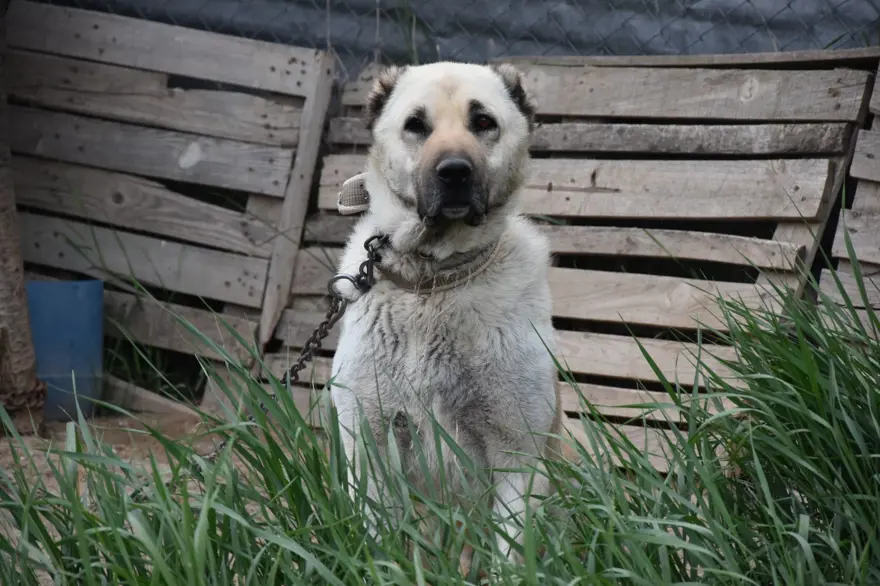 İklim değişikliği kangalları da vurdu 13 İklim değişikliği kangalları da vurdu 13