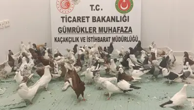 Sınırda "cancan" operasyonu