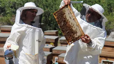 Mersin'de yılın ilk bal ve polen hasadı yapıldı