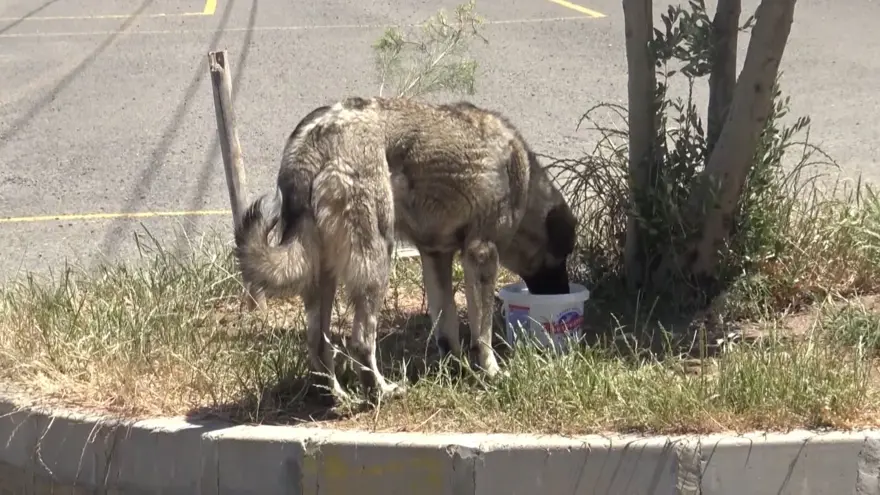 Son 53 yılın Temmuz ayında en sıcak yeri oldu! 45,9 dereceyi gördü 1