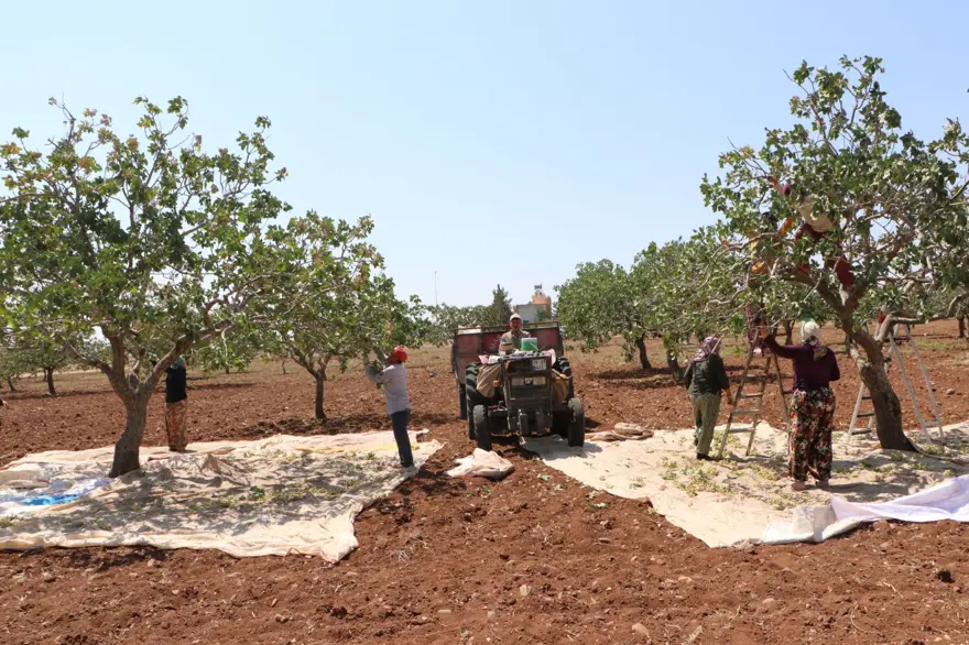 Sabah ve akşam dallardan toplanıyor: 1 ila 3 hafta devam edecek 5 Sabah ve akşam dallardan toplanıyor: 1 ila 3 hafta devam edecek 5