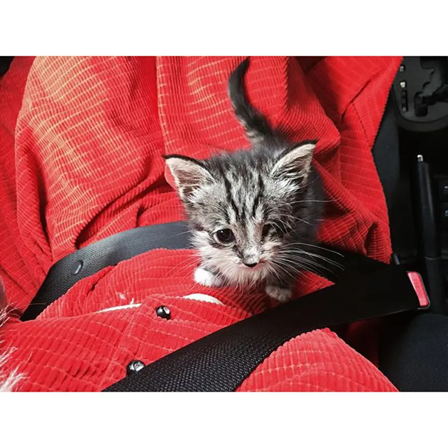 Hayatını kedileri kurtarmaya adadı 316