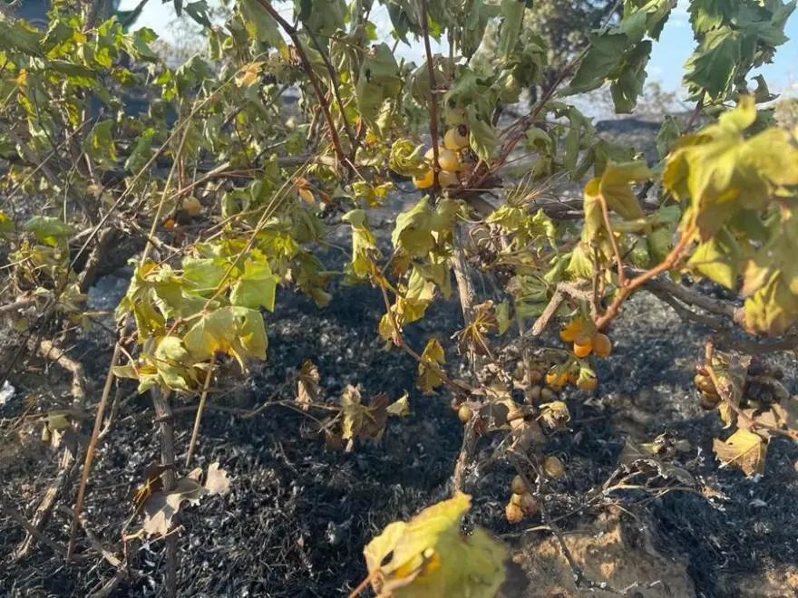 Üzüm bağını küle çeviren yangın 4