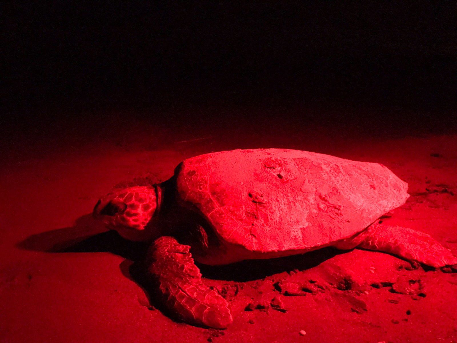 Patara'da caretta caretta yuva sayısında rekor artış