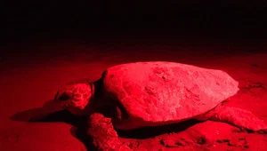 Patara'da caretta caretta yuva sayısında rekor artış Patara'da caretta caretta yuva sayısında rekor artış