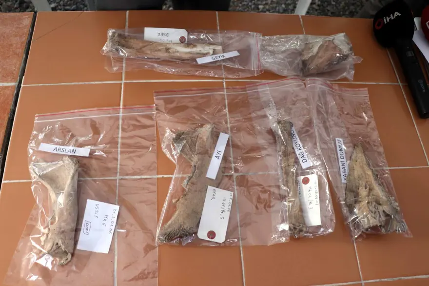 Kayseri'de 4 bin yıl öncesine ait aslan kemiği bulundu 6