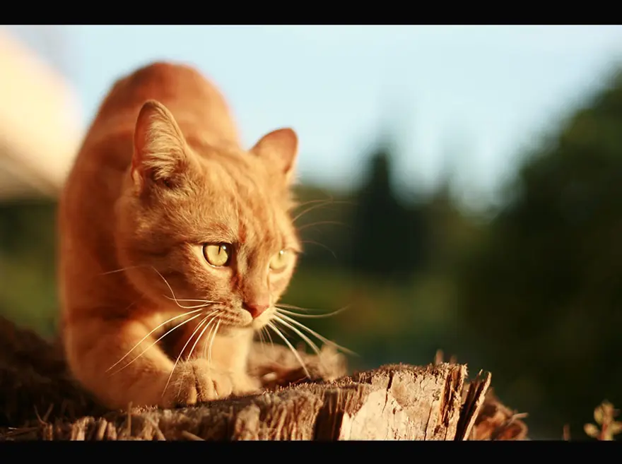 İnternetin yeni fenomenleri 104