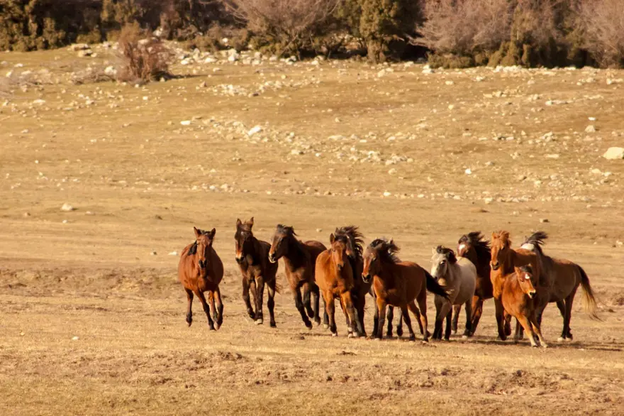 FOTOĞRAF SANATÇILARININ UĞRAK YERİ OLDU 