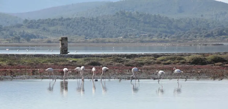 Tuzla Sulak Alanı'na flamingo akını 3
