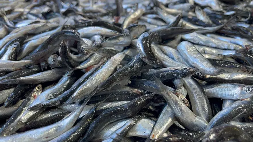 25 liraya düştü: Tezgah önünde sıraya girdiler 1