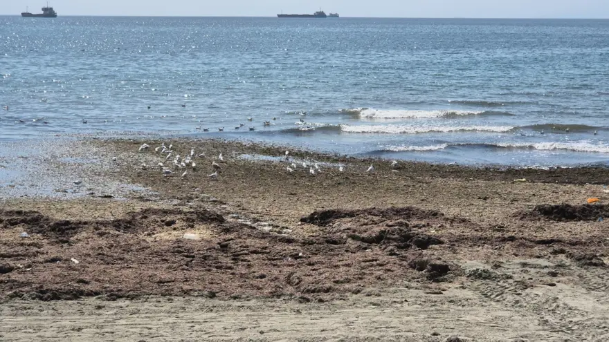 Denizin rengi değişti: Adeta kara toprak parçasına dönüştü 3