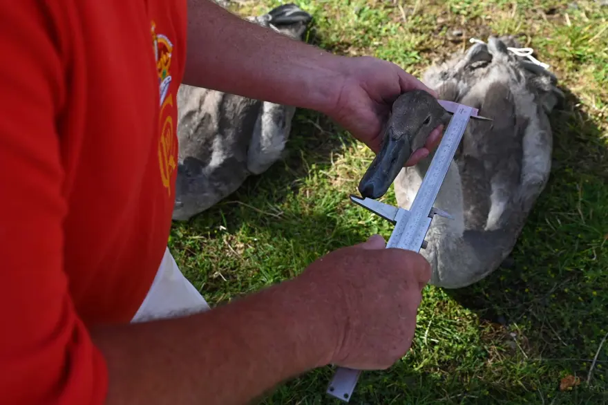 İngiltere'nin 838 yıllık geleneği: Kuğu nüfus sayımı 5