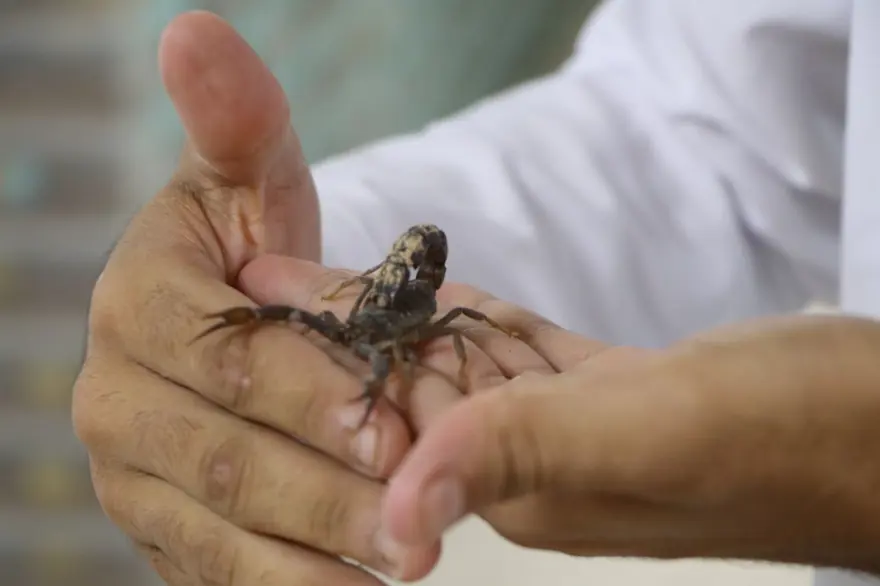 Şanlıurfa'da akrep çiftliği: Zehrinin litresi 10 milyon dolar Şanlıurfa'da akrep çiftliği: Zehrinin litresi 10 milyon dolar