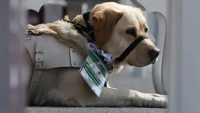 Görme engellilerin gören gözleri