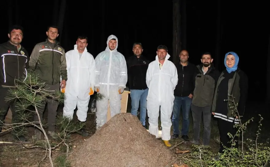 Gece yarısı kırmızı karınca operasyonu: Zararlı böcekleri yiyecek 4