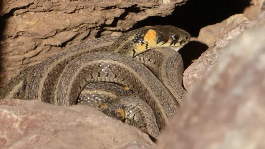 Yüksekova'da sürü halindeki yılanlar Brezilya'nın 'Yılan Adası'nı andırıyor 12