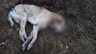 Ankara'da 20 sokak hayvanı zehirlenerek öldürüldü