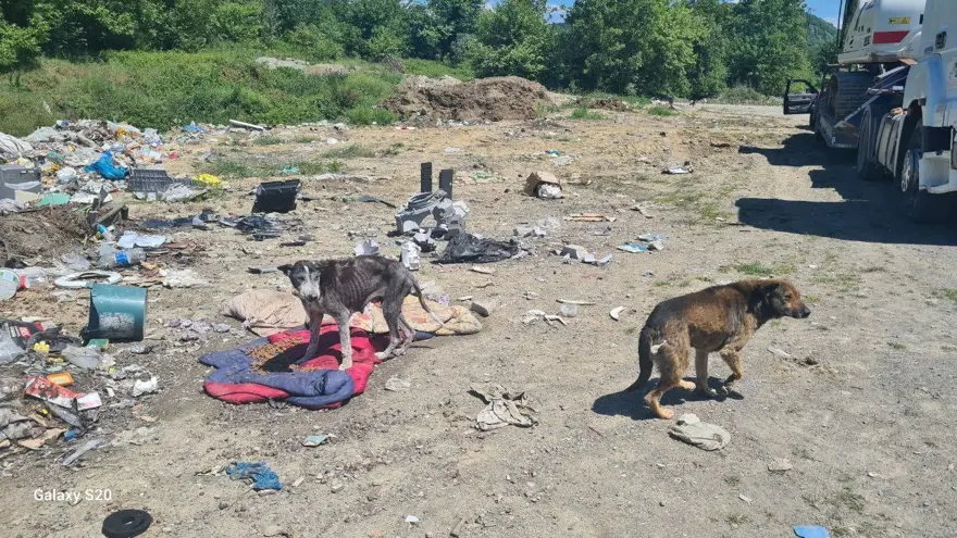 Alaplı'da uyuz paniği 4 Alaplı'da uyuz paniği 4