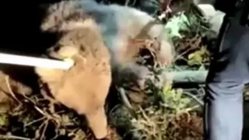 Düzce&#x27;de ayı dikenli tellerde mahsur kaldı