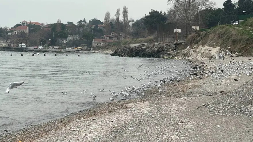 Beylikdüzü'nde kanalizasyon suyu denize aktı 6