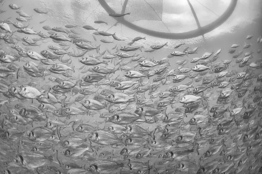 Balık fotoğrafı yarışmasında kazananlar belli oldu 9