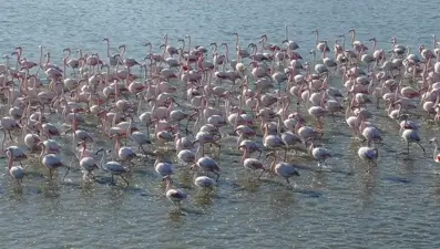 Flamingoların muhteşem kış dansı