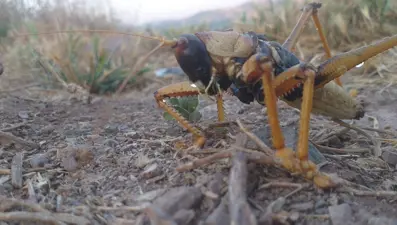 Adıyaman'da dev çekirge görüldü