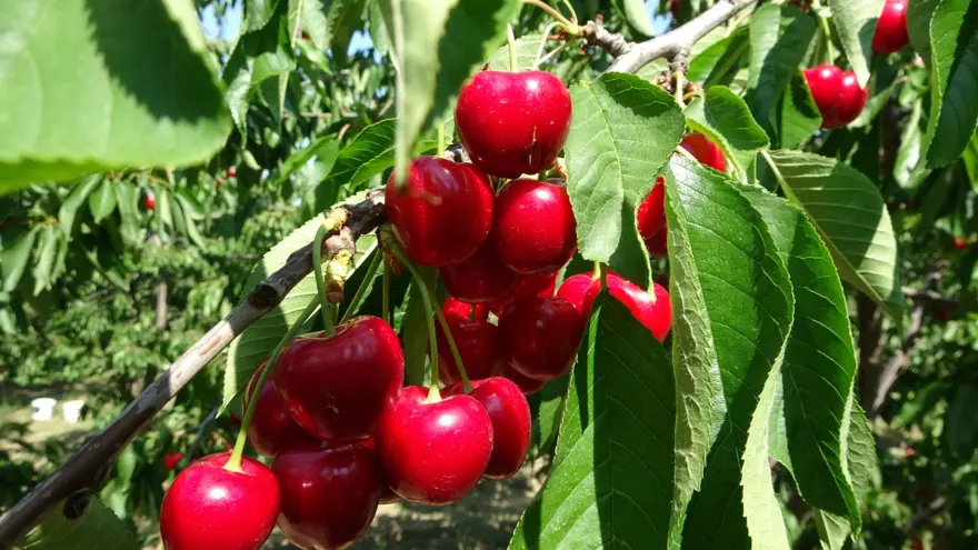Çay bardağına bile sığmıyor: Hasadı başladı 