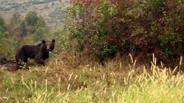 Yaşlı kadına ayı saldırdı
