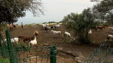Kayıp atlara ilişkin yeni iddia: Kaçtılar