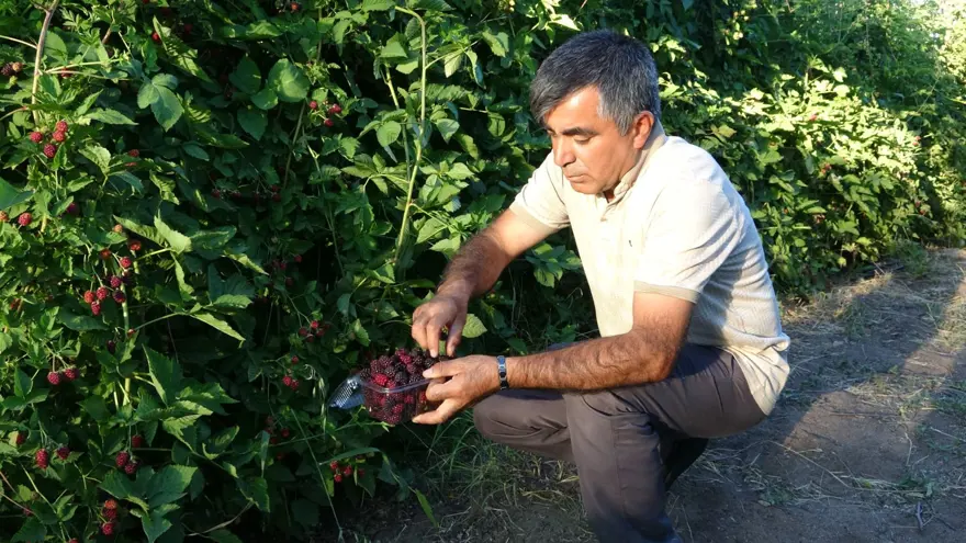 3 yıl önce hobi olarak başladı şimdi paraya para demiyor! Kilosu 150 liradan satılıyor, bahçenin önünde kuyruk oluyor 6