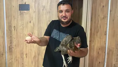 Tavuk, tavuk dönerci dükkanına girerek yumurtladı: Görenleri şaşırtan olay