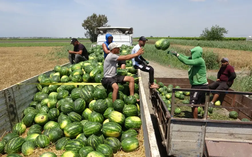 Mersin'de karpuz hasadı başladı: Tarlada kilosu 20 TL'den başlıyor 5