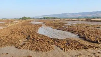 Sultaniye üzümlerine sağanak darbesi