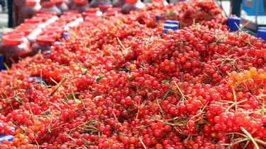 Kayseri'de iki ilçenin 'gilaburu' rekabeti