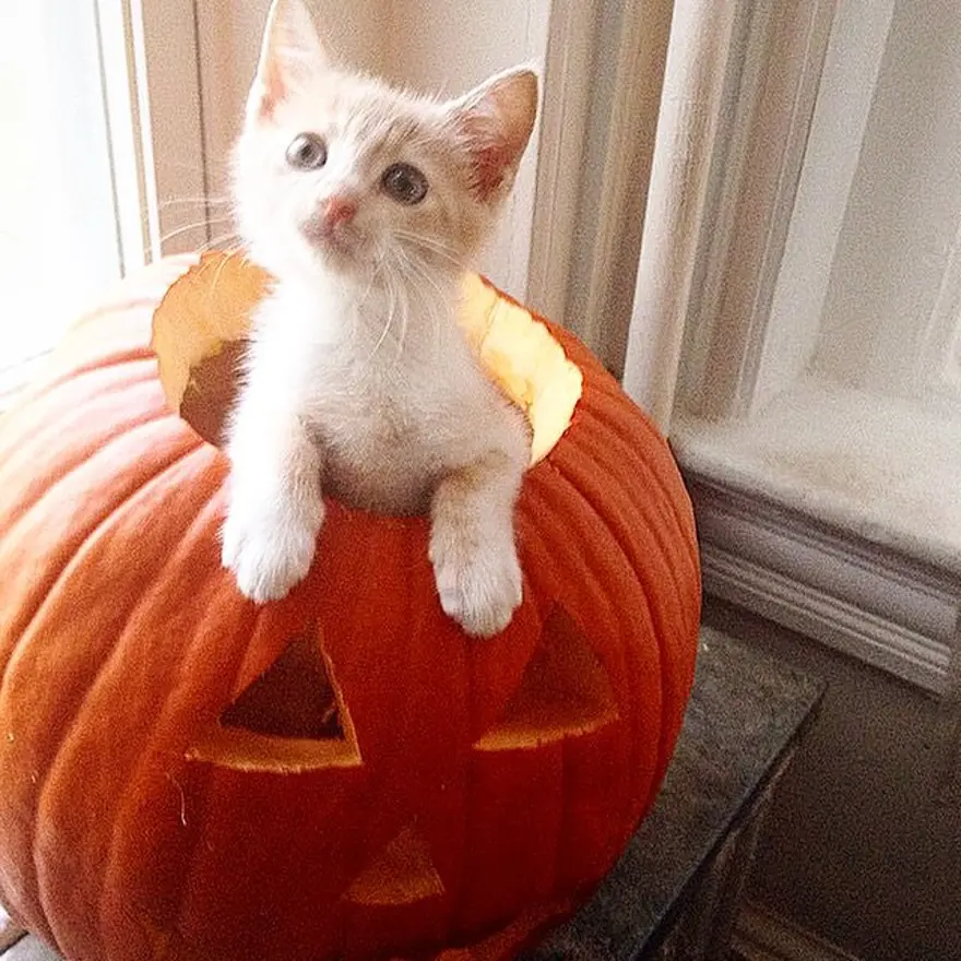 Hayatını kedileri kurtarmaya adadı 78