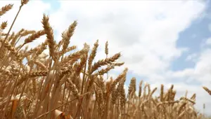 Rusya'nın tahıl anlaşmasına geri dönmesiyle buğday fiyatları düştü